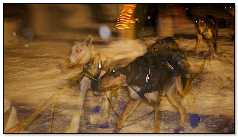 COPPERdog 9